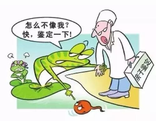 胎儿亲子鉴定流程